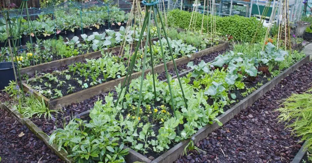 6 consejos para cultivar el huerto perfecto – Mis Consejos Jardinería