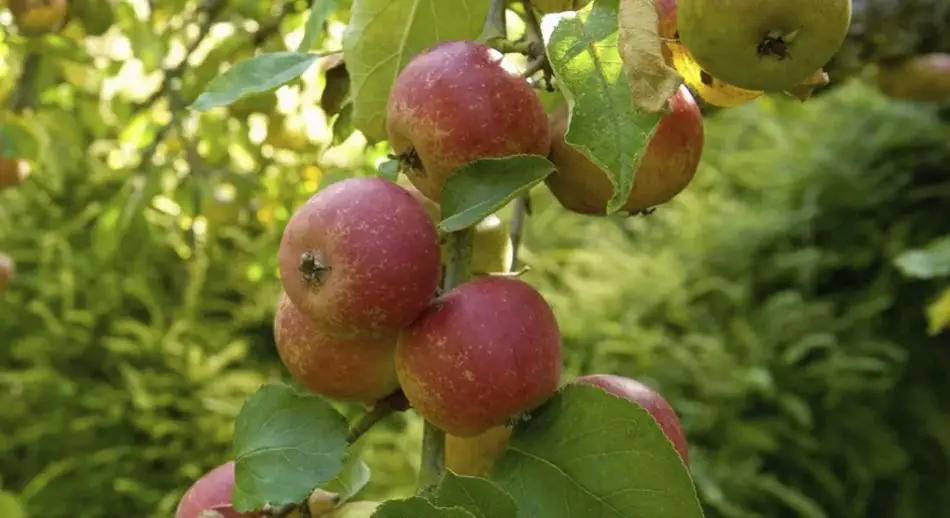 Cómo hacer crecer un manzano a partir de una semilla de manzana – Mis Consejos Jardinería