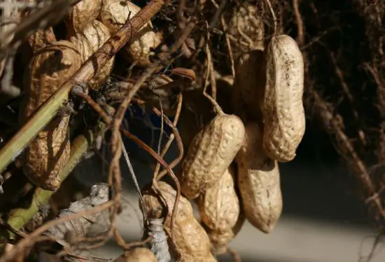 ¿Cómo cultivar maní a partir de semillas? – Mis Consejos Jardinería