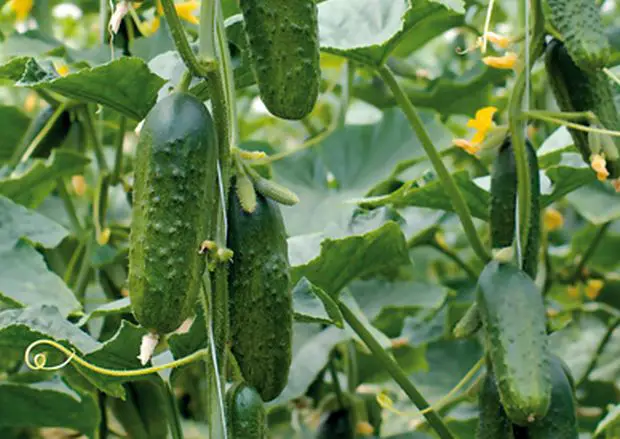 Cómo cultivar pepinillos y prepararlos – Mis Consejos Jardinería
