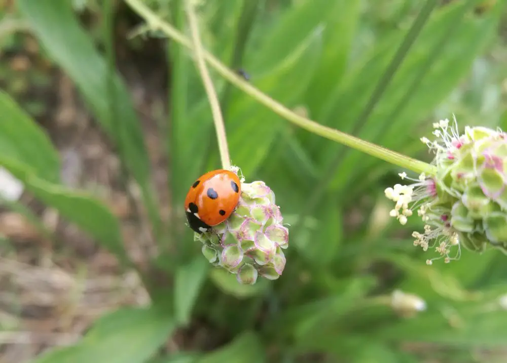6 consejos de huerta que todo nuevo jardinero debe saber – Mis Consejos Jardinería