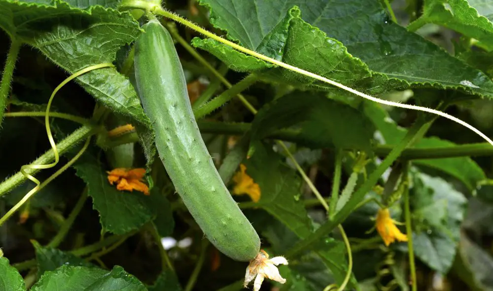 Los 7 secretos del cultivo de pepinos – Mis Consejos Jardinería