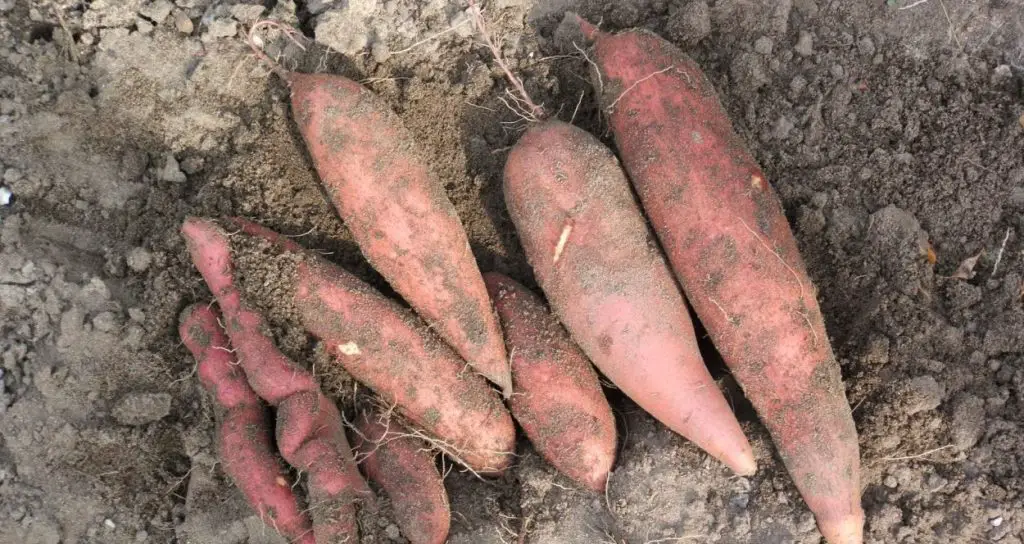 10 vegetales tolerantes a la sequía para un jardín consciente del agua – Mis Consejos Jardinería
