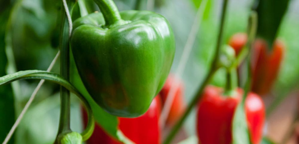 12 secretos para cultivar pimientos en tu jardín￼ – Mis Consejos Jardinería