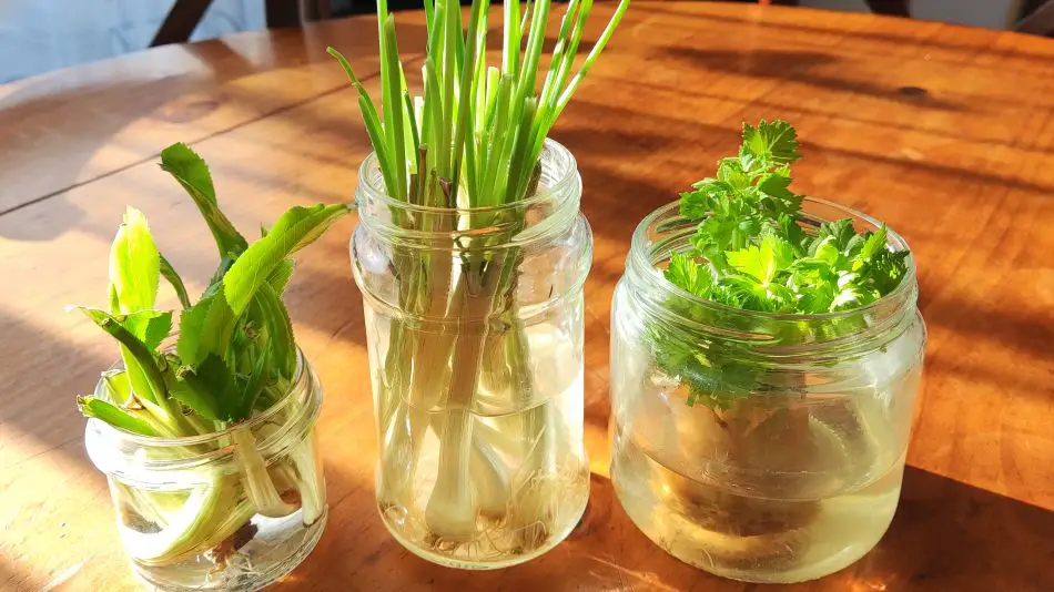 10 verduras que puedes cultivar con las sobras – Mis Consejos Jardinería