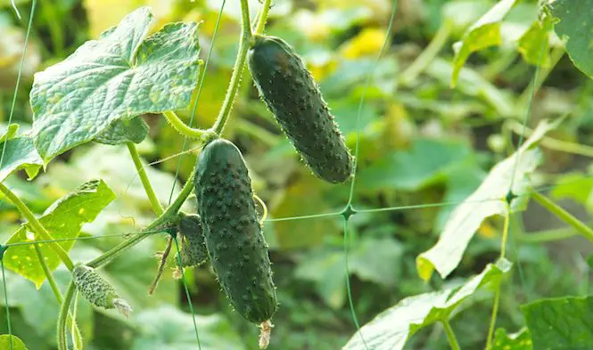 Qué plantar en pleno verano para una cosecha de otoño – Mis Consejos Jardinería