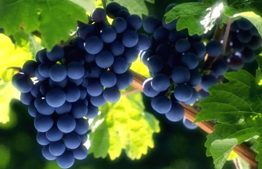 ¿Cómo cultivar tus propias vides y tener hermosos racimos de uvas? – Mis Consejos Jardinería