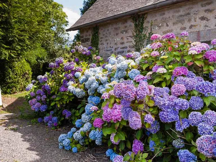 como podar hortensias despues de la floracion