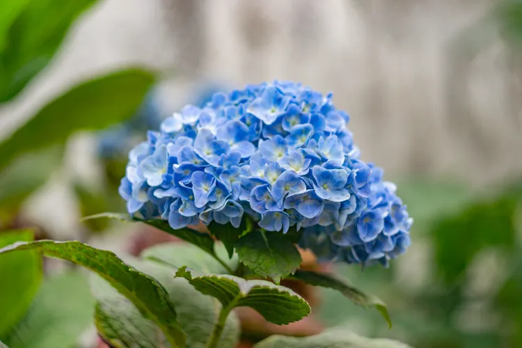 como cuidar la hortensia