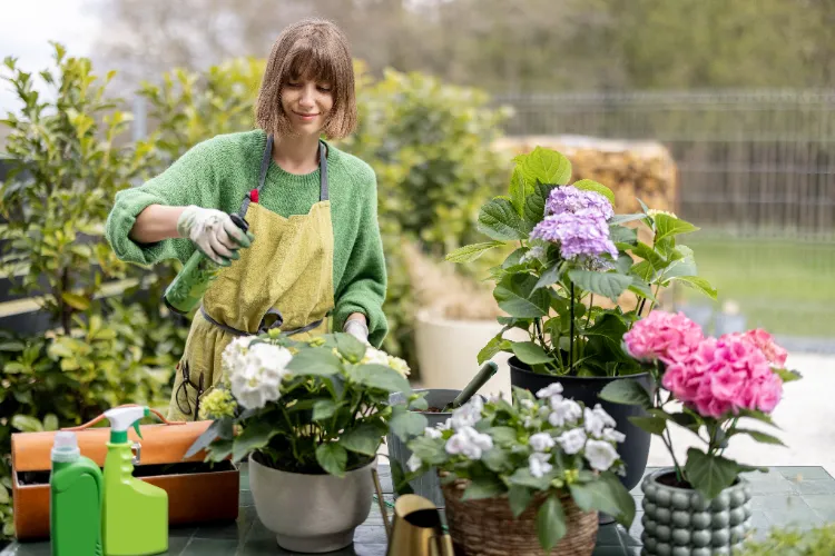 como cuidar hortensias en maceta