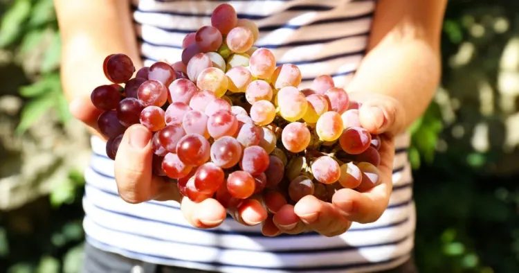 Los beneficios de la cura de la uva popularizan la base del tratamiento de la dieta.