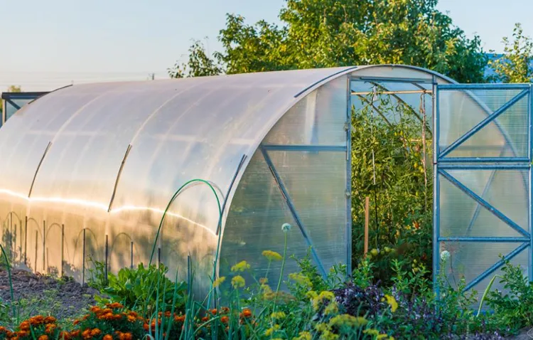 instalar un invernadero para proteger las plantas