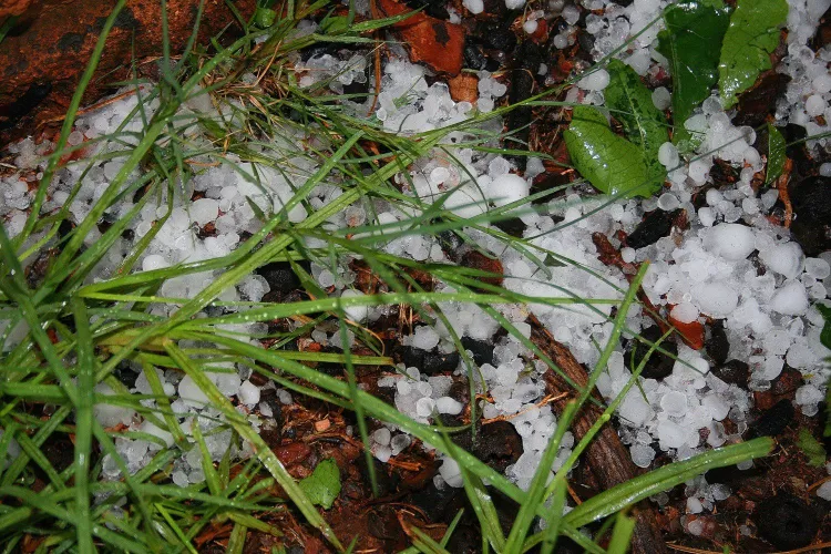 qué hacer en el jardín después del granizo 2022