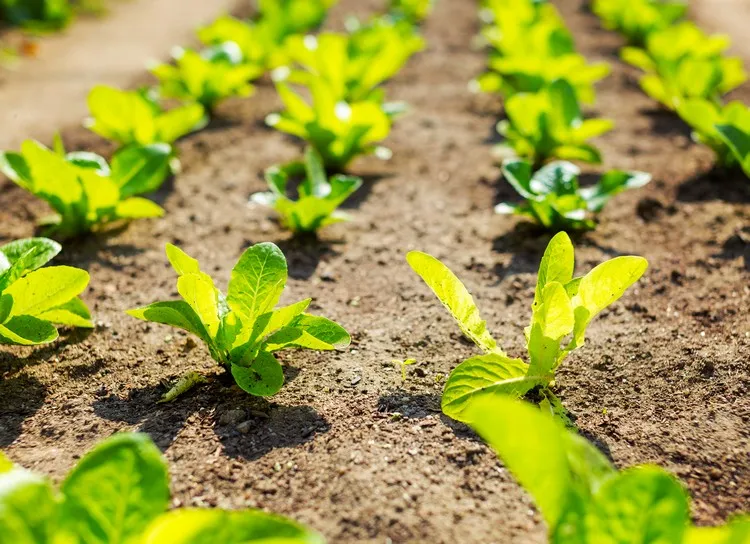 cómo cultivar lechuga guía consejos consejos cómo cultivar lechuga