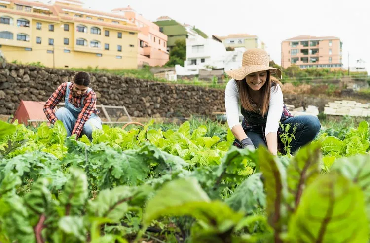 cómo cuidar las plantas de lechuga cómo cultivar lechuga consejos consejos