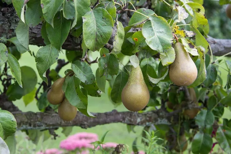 qué hacer en agosto en el jardín ciruela peral que sea fruta