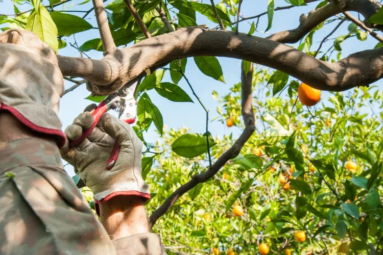 qué hacer en agosto en el jardín de limón período propicio para podar
