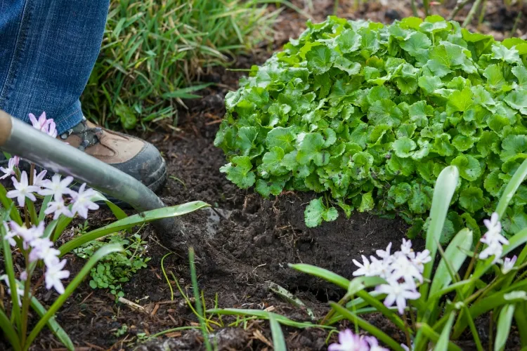 qué hacer en el jardín en agosto dividir flores perennes replantar jardín