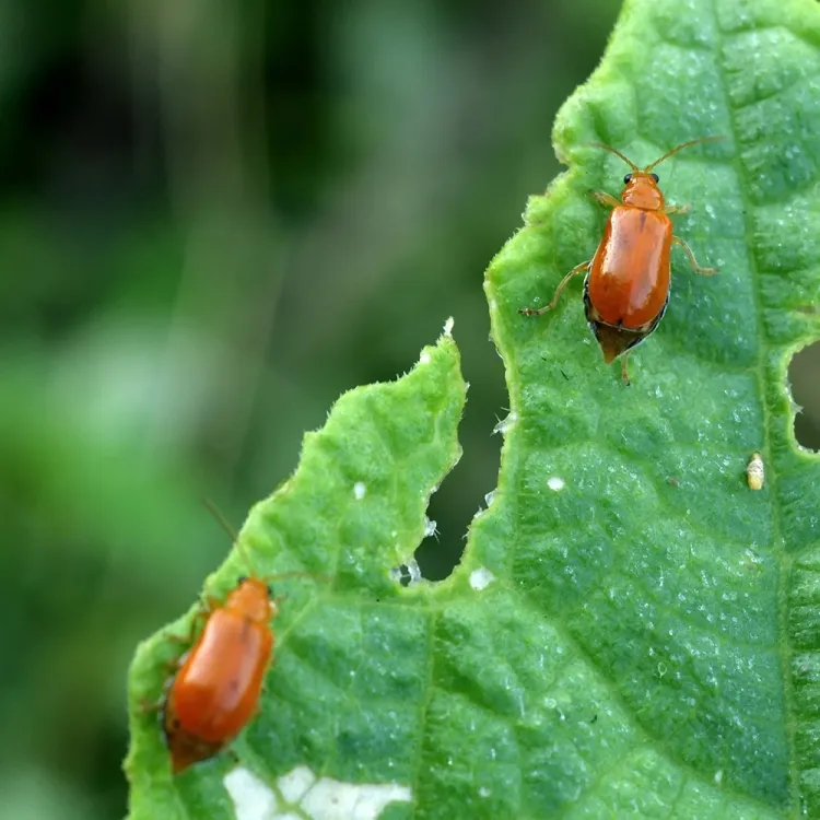que hacer en el jardin en agosto periodo favorable tratar plantas control de plagas