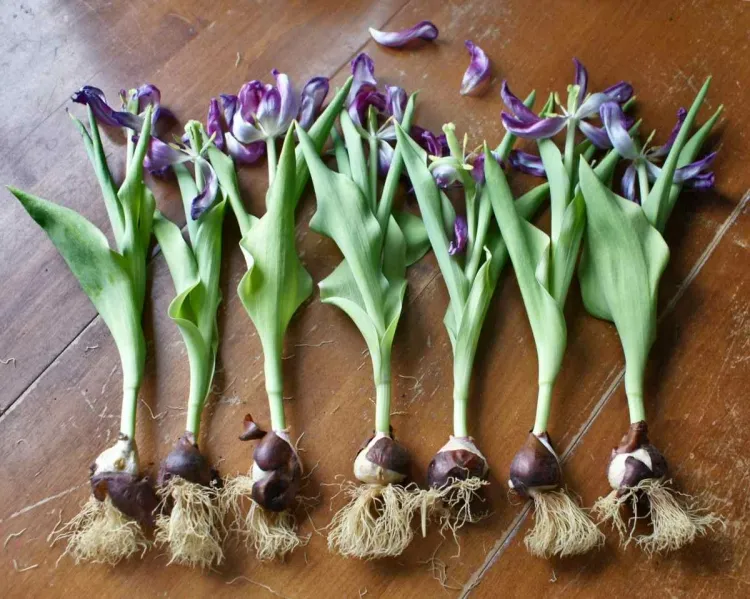qué hacer en agosto en la huerta quitar los bulbos de tulipán replantar