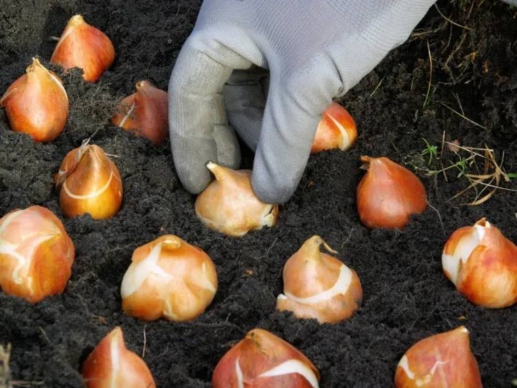 qué hacer en agosto en el huerto dejar que los bulbos hibernen la primavera