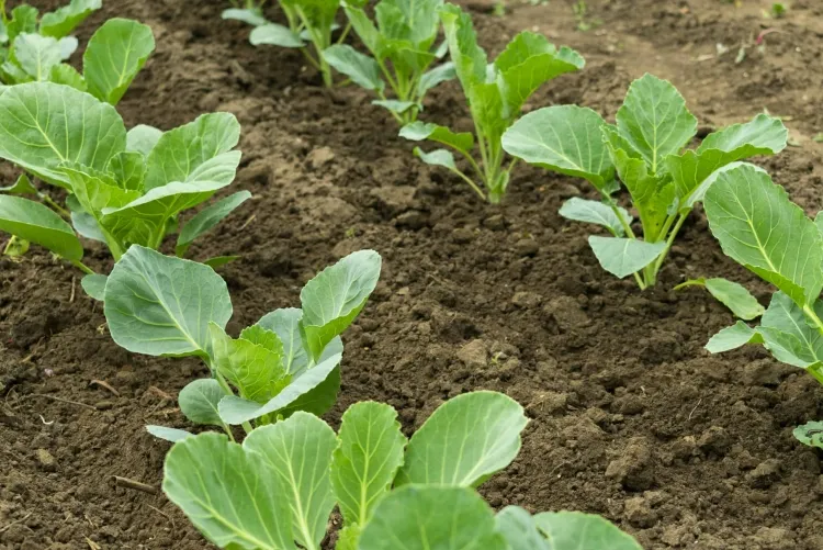 qué hacer en agosto en el jardín plantar plántulas de repollo regar variedades tardías