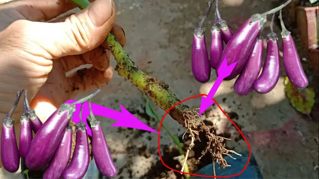 ¿Cómo cultivar berenjenas con éxito? Consejos profesionales para promover el crecimiento y aumentar el rendimiento – Mis Consejos Jardinería