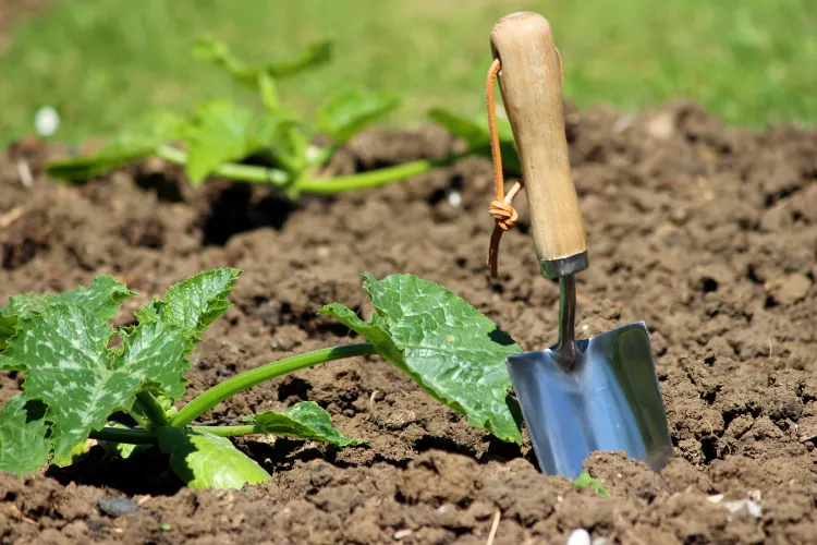 en qué lugar plantar calabacines en el jardín 2022