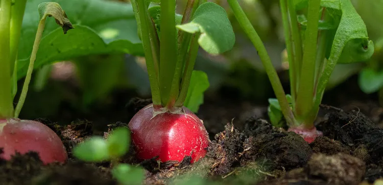 cultivo de rábanos para impulsar el crecimiento de calabacín 2022