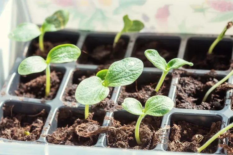 en qué lugar plantar calabacines en el jardín 2022