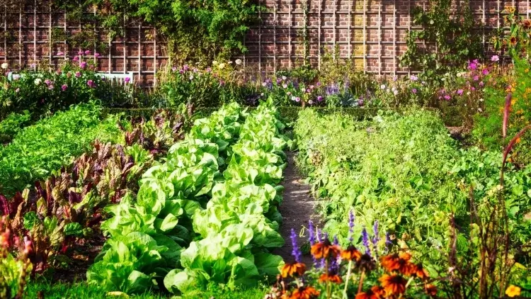 plantas compañeras observar huerta competente ojo nota favorece errores