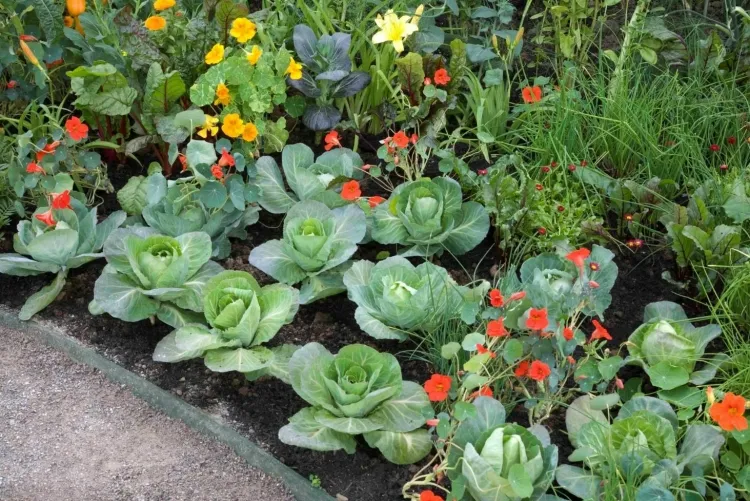 las plantas compañeras prueban nuevas semillas siembra de huerta la próxima primavera