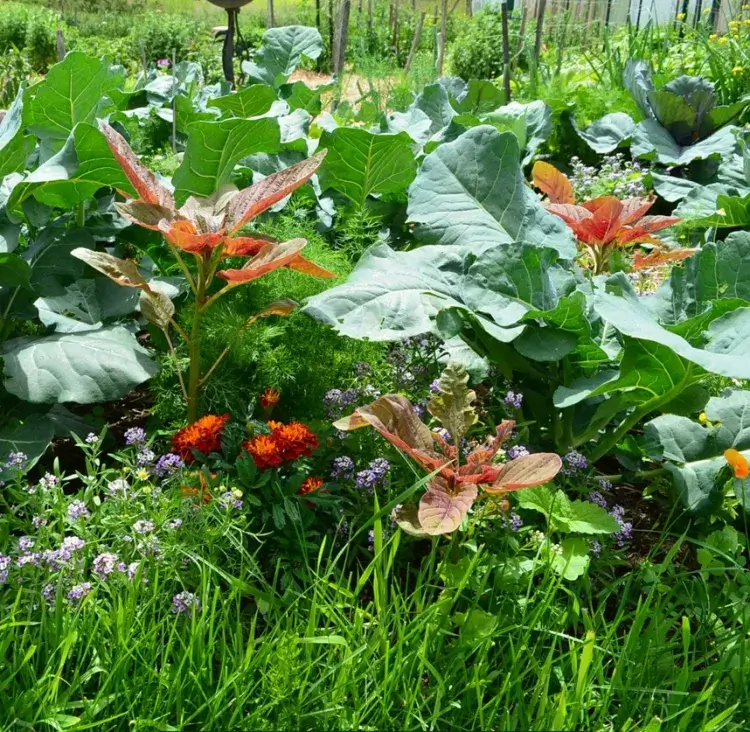 las plantas compañeras confunden las plantas compañeras atrapan los cultivos