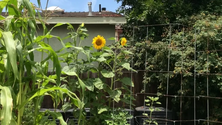plantas acompañantes en la huerta girasol propiedades alelopáticas mantener la sombra