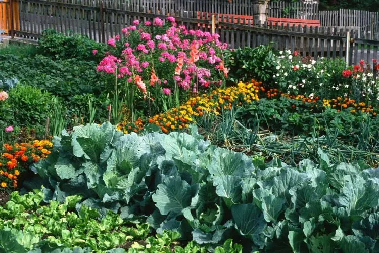 plantas acompañantes en el jardín de vegetales gladiolos dificultan el desarrollo guisantes frijoles