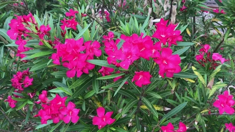 plantas compañeras en el huerto saber flores venenosas ahorrar preocupaciones