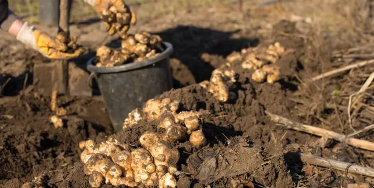 cultivar alcachofa de Jerusalén 2022