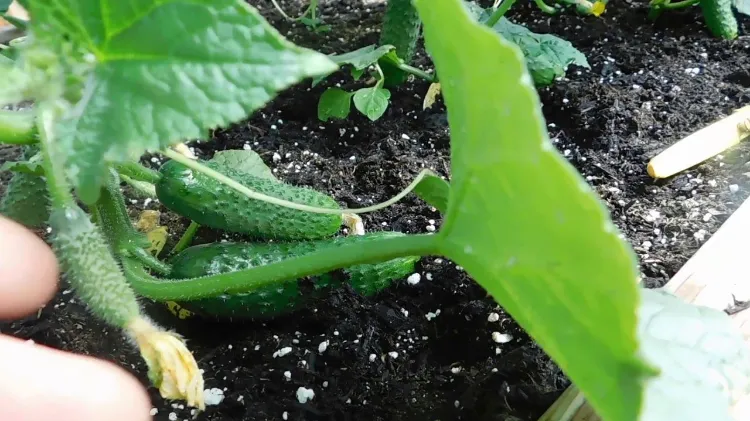 podar pepinos cuándo cómo podar por qué podar plantas