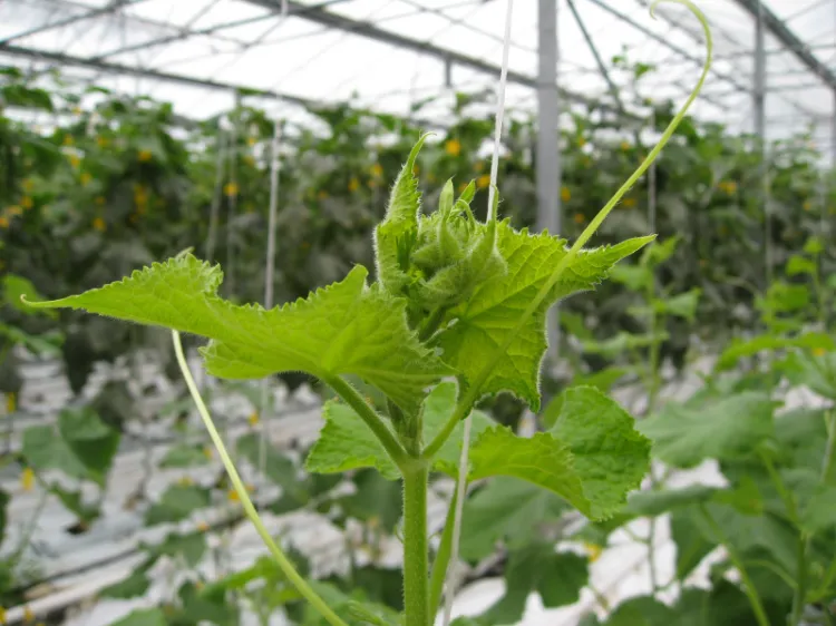 podar pepinos cuando cómo podar plantas vegetales de verano