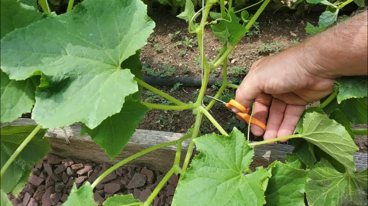 podar pepinos cuando cómo podar multiplicar la fructificación