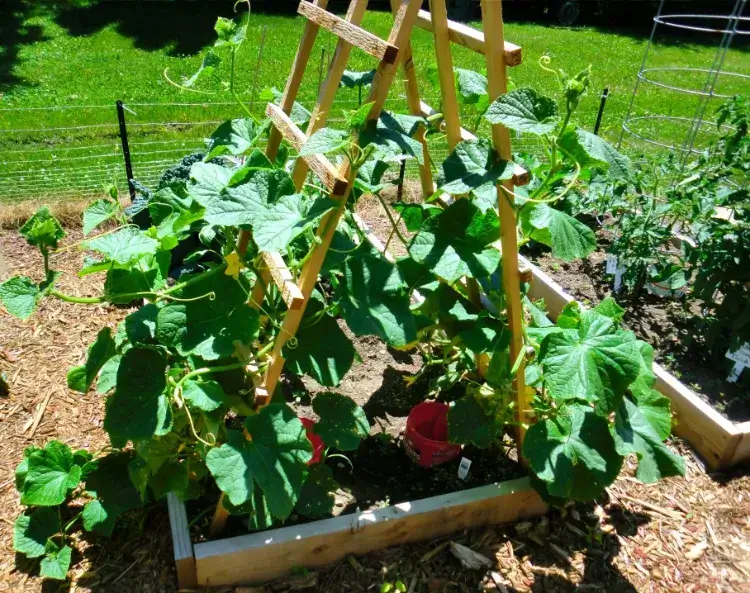 cuándo cómo por qué podar pepinos podar plantas buena cosecha