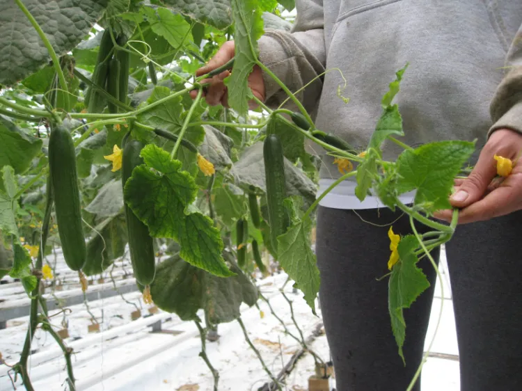 podar pepinos cuándo cómo podar por qué despuntar las plantas
