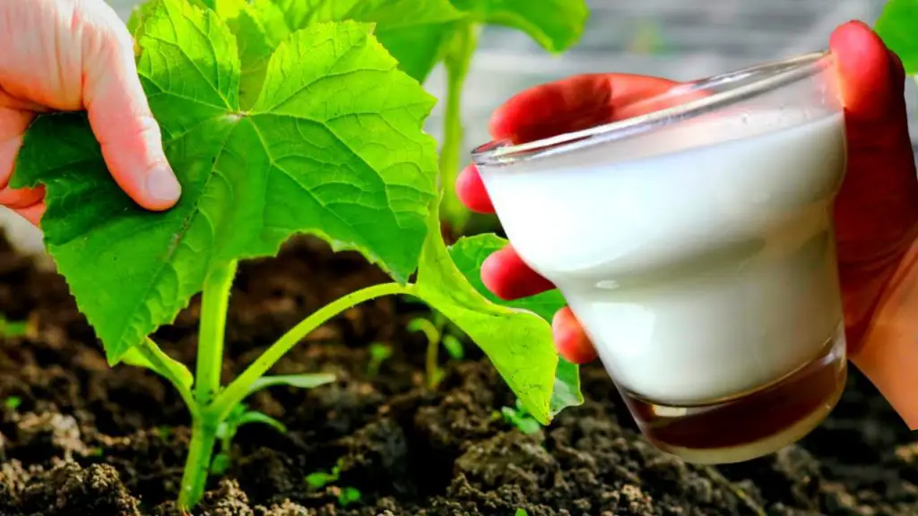 ¿Por qué regar las plantas con leche? Todos los beneficios de esta milenaria técnica agrícola – Mis Consejos Jardinería