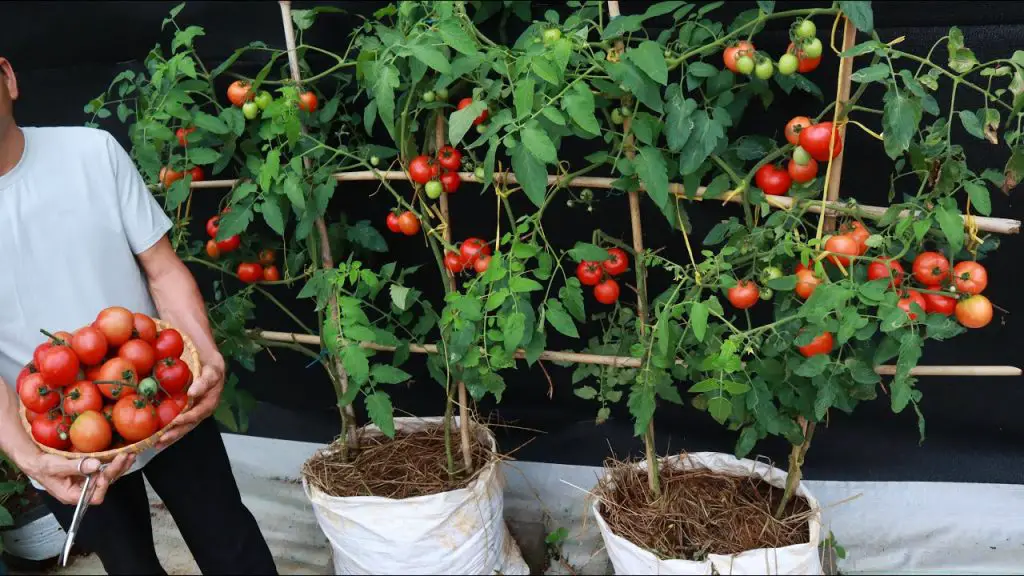 Abono natural para tomates: ¡aquí tienes la guía que necesitas para tener una cosecha jugosa y abundante! – Mis Consejos Jardinería