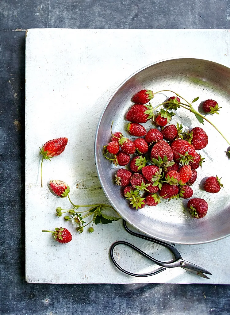 aumenta el rendimiento de fresas por m2 m3 por kilo jardín