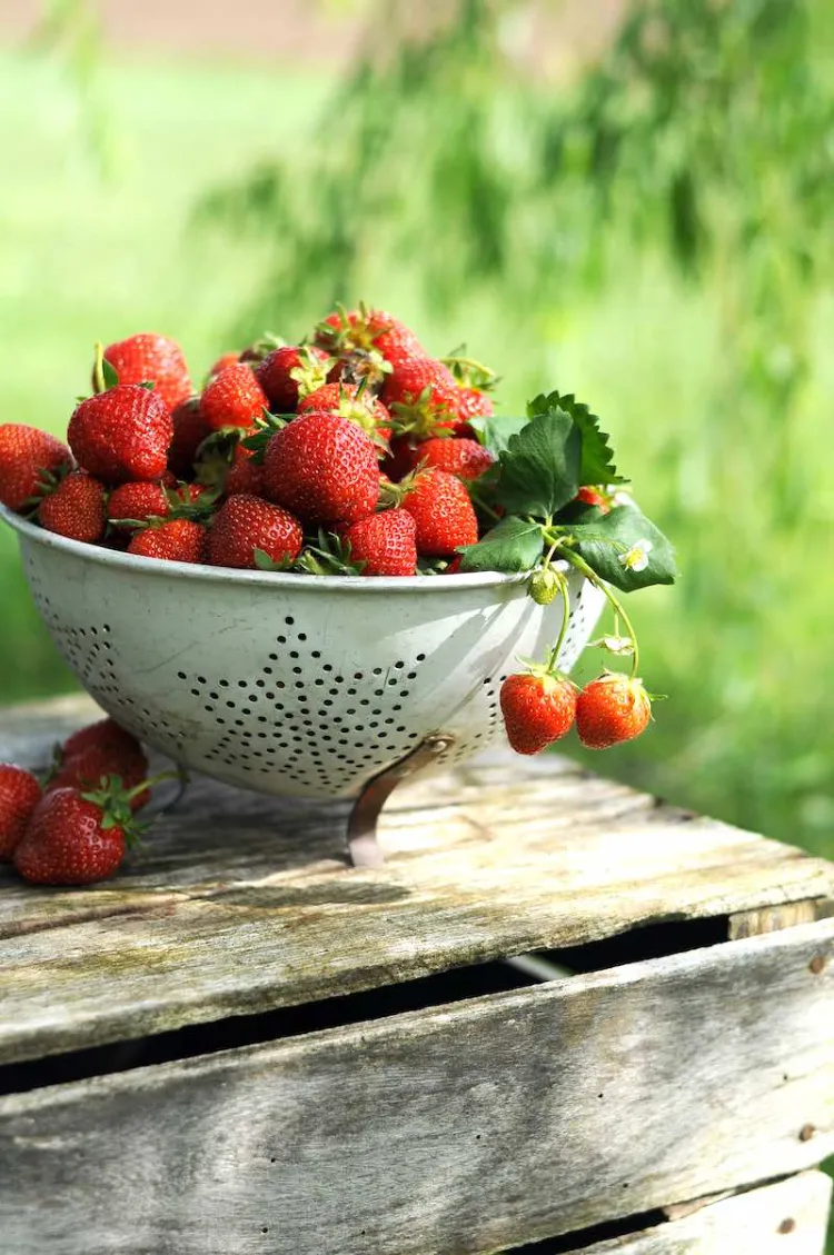 aumenta el rendimiento de las fresas acuapónicas por m2 sobre el suelo 