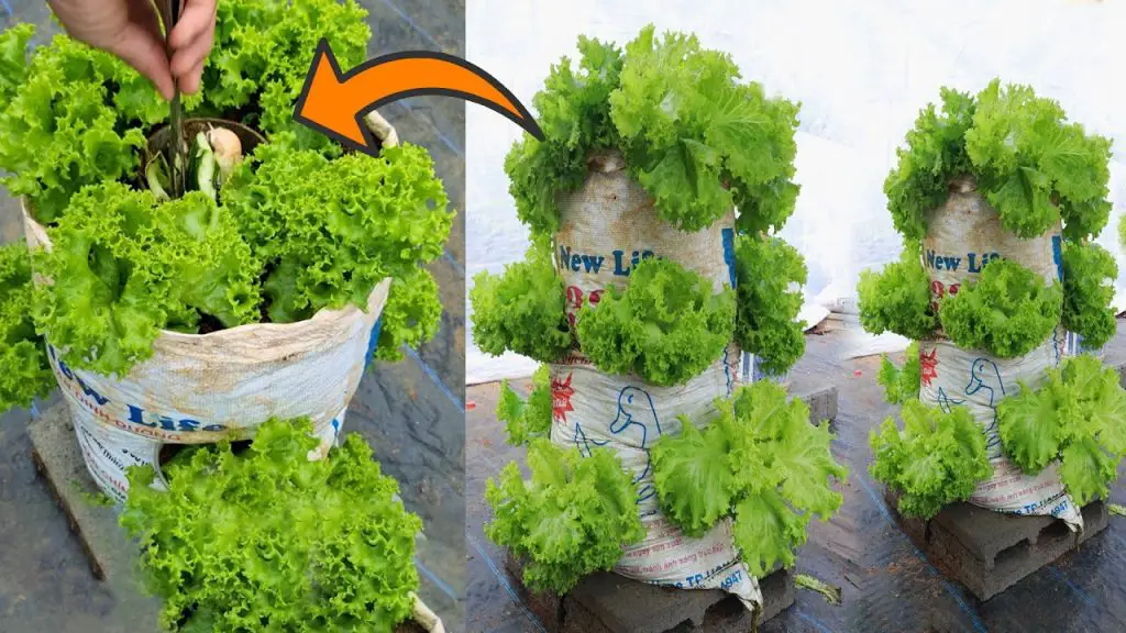 ¿Cuándo y cómo sembrar lechugas de primavera para una cosecha sana y abundante? – Mis Consejos Jardinería