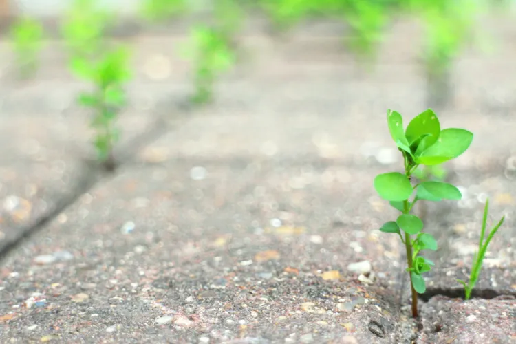 3 usos del vinagre blanco en el jardín 2022