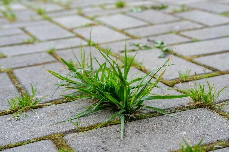 vinagre blanco como herbicida natural 2022