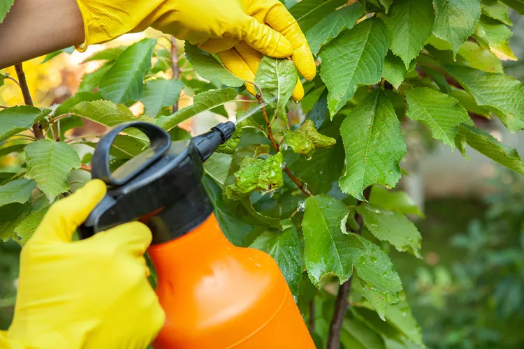 rocíe solución de vinagre blanco en las plantas 2022